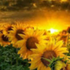 Meet your Posher, Natasha